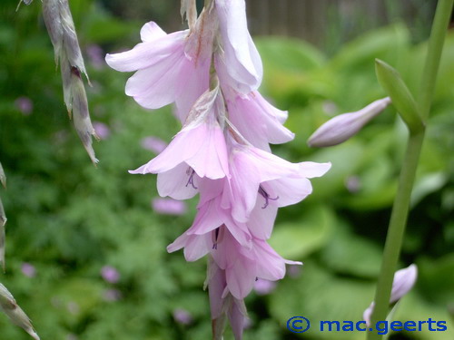 Dierama latifolium